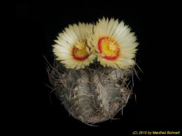 Astrophytum capricorne 1514